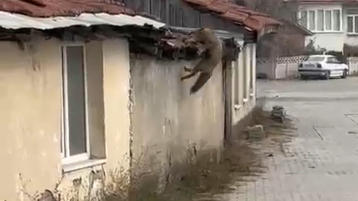 Bolu’da köpek sesi duyan tilkinin panik anları kamerada