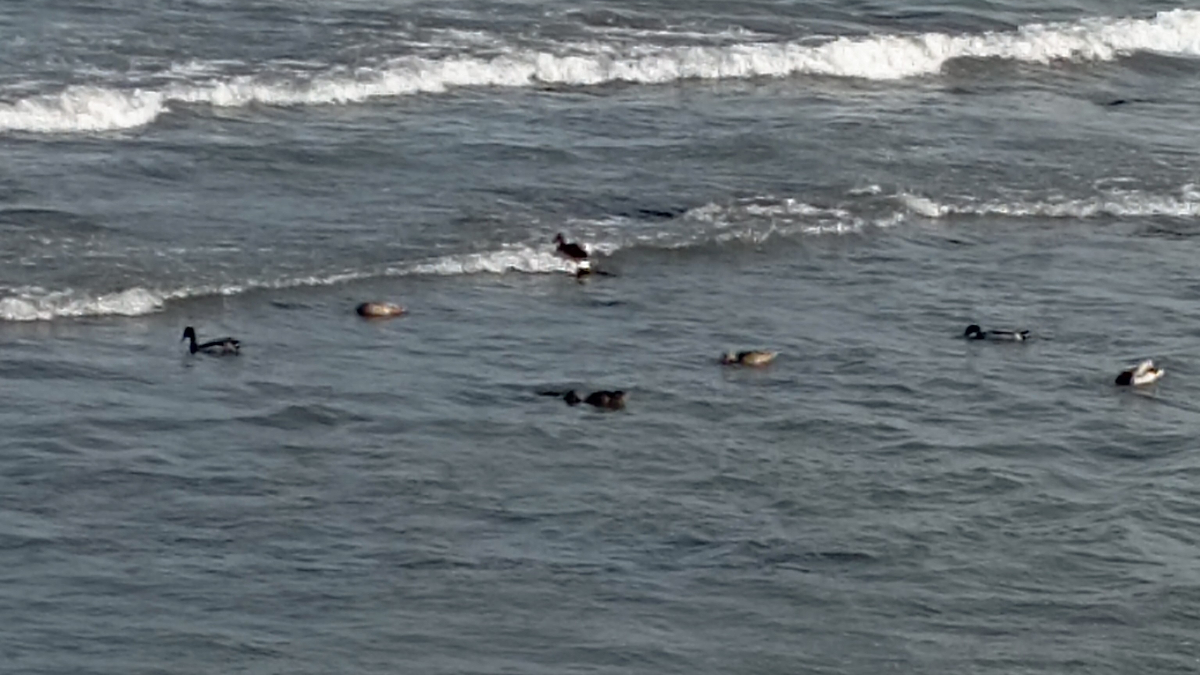 Ordu’da yaban ördekleri görüntülendi