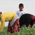 tarihi-eser-gibi-korunacak-tarim-arazilerine-sit-onerisi-iVUVj391